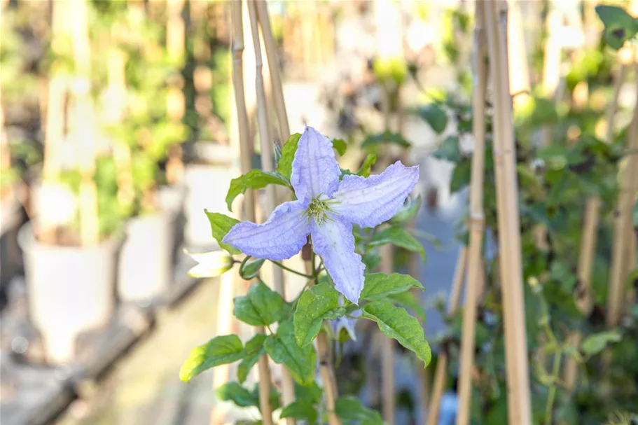 Clematis hybrida 'Blekitny Aniol' Topfgröße 2 Liter, Höhe 60-100cm