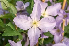 Clematis hybrida 'Blekitny Aniol' Topfgröße 2 Liter, Höhe 60-100cm