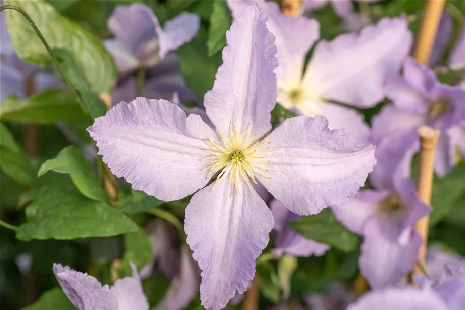 Clematis hybrida 'Blekitny Aniol' Topfgröße 2 Liter, Höhe 60-100cm