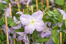 Clematis hybrida 'Blekitny Aniol' Topfgröße 2 Liter, Höhe 60-100cm