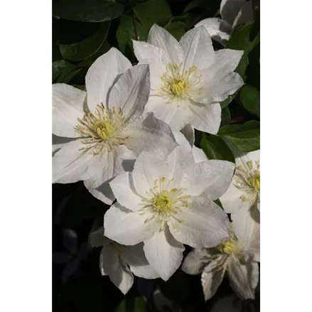 Clematis hybrida 'Apollonia'