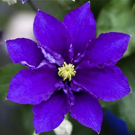 Clematis habrida 'Diamantina'®