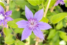 Clematis habrida 'Diamantina'® Topfgröße 2 Liter, Höhe 60-100cm