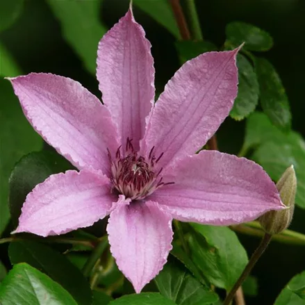 Clematis 'Giselle'®