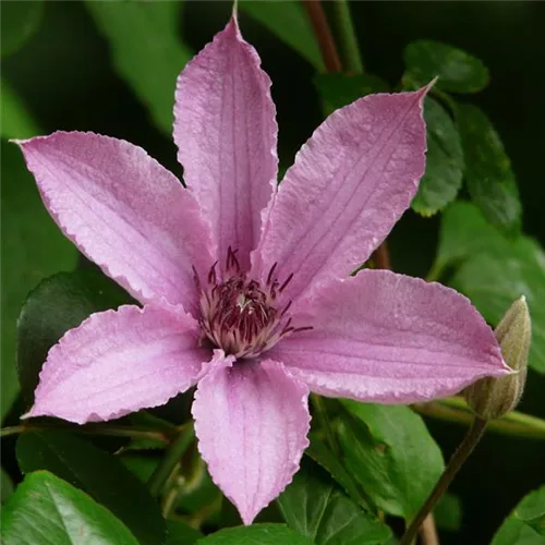 Clematis 'Giselle'®