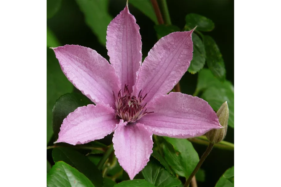 Clematis 'Giselle'® Topfgröße 2 Liter, Höhe 60-100cm