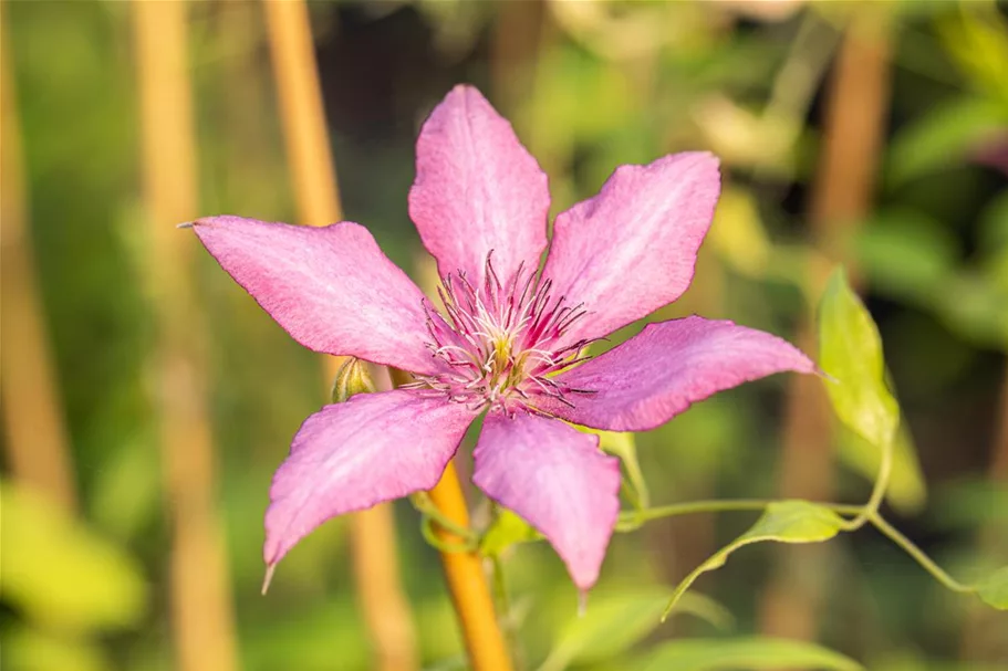 Clematis 'Giselle'® Topfgröße 2 Liter, Höhe 60-100cm