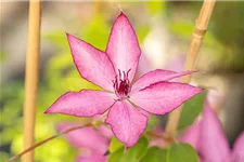 Clematis 'Giselle'® Topfgröße 2 Liter, Höhe 60-100cm