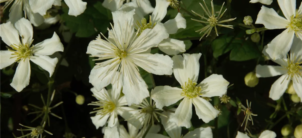 Clematis armandii Topfgröße 2 Liter, Höhe 60-100cm