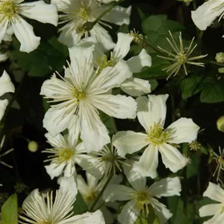 Clematis armandii