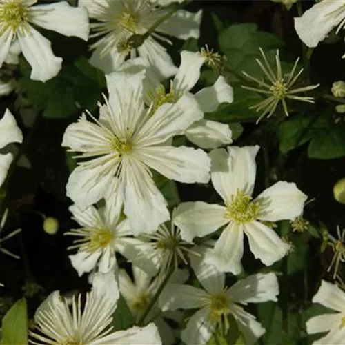 Clematis armandii