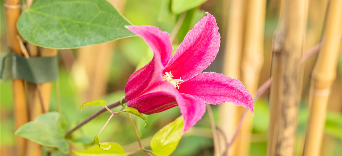 Clematis alpina 'Ruby'