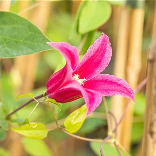 Clematis alpina 'Ruby'