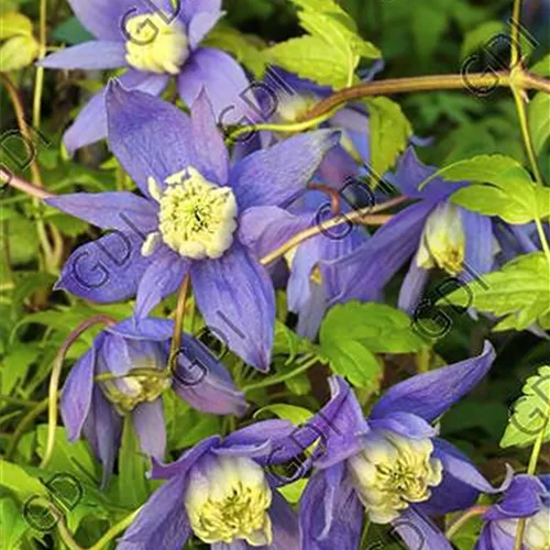 Clematis alpina 'Frances Rivis'