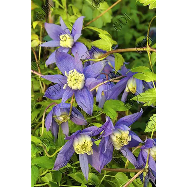 Clematis alpina 'Frances Rivis'