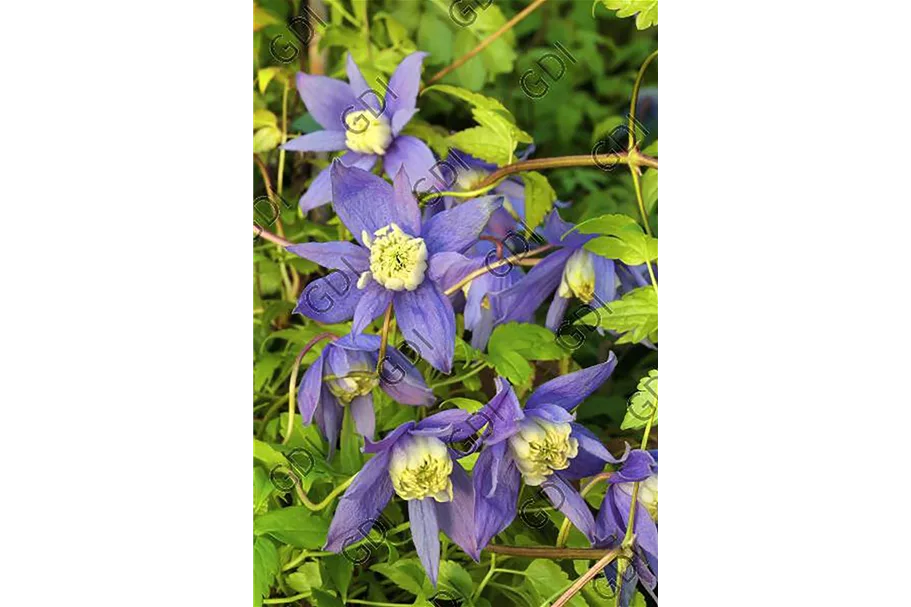 Clematis alpina 'Frances Rivis' Topfgröße 2 Liter, Höhe 60-100cm