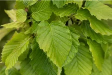 Carpinus betulus 'Columnaris' Topfgröße 5 Liter, Höhe 60-80cm