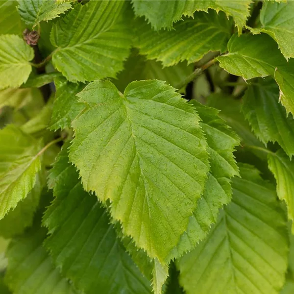 Carpinus betulus 'Columnaris'