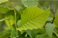 Carpinus betulus 'Columnaris' Topfgröße 5 Liter, Höhe 60-80cm