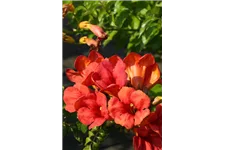 Campsis tagliabuana 'Fire Trumpet Vine'® Topfgröße 2 Liter