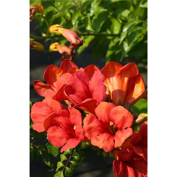 Campsis tagliabuana 'Fire Trumpet Vine'®