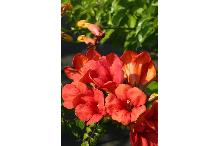 Campsis tagliabuana 'Fire Trumpet Vine'® Topfgröße 2 Liter