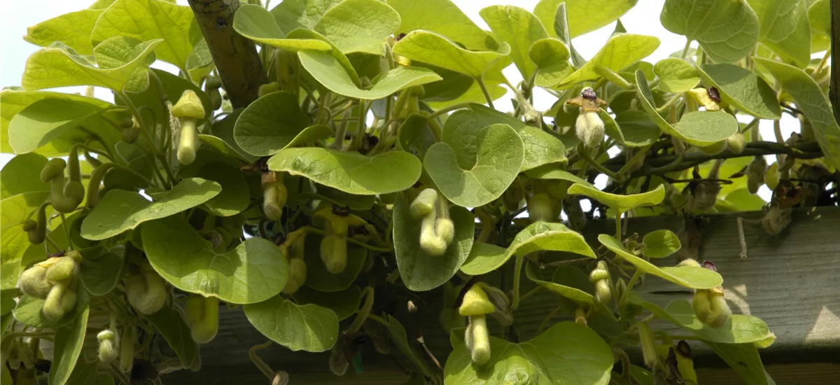 Aristolochia macrophylla Topfgröße 2 Liter, Höhe 40-60cm