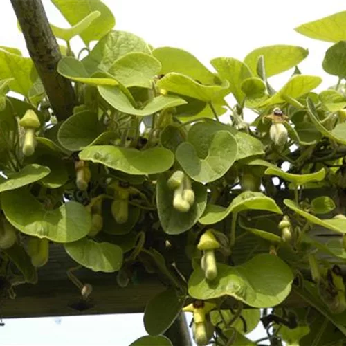 Aristolochia macrophylla