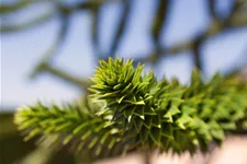 Araucaria araucana Topfgröße 3 Liter, Höhe 25-30cm