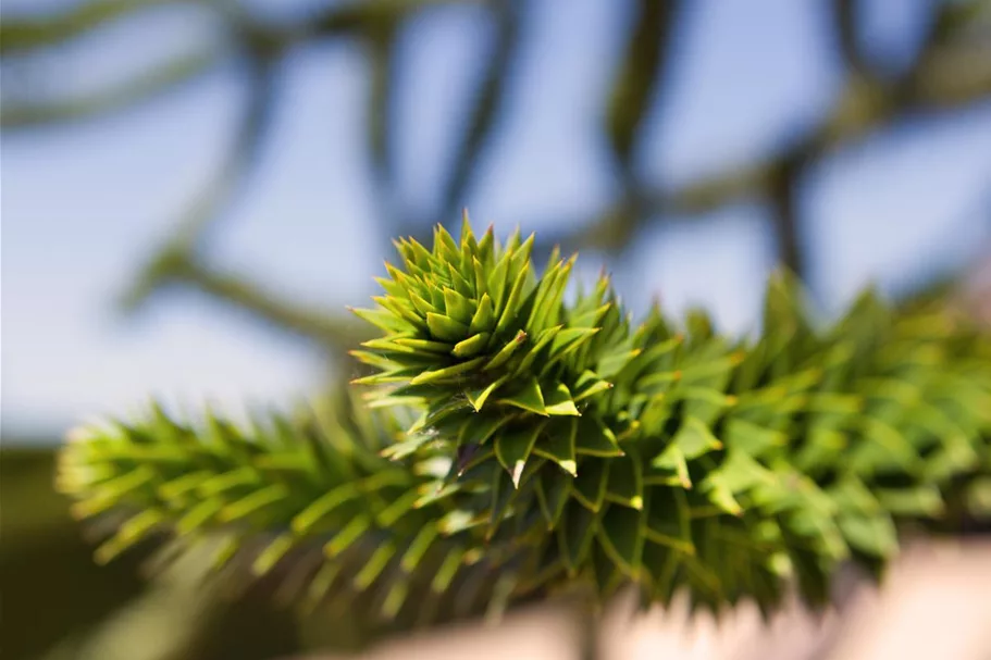 Araucaria araucana Topfgröße 3 Liter, Höhe 25-30cm