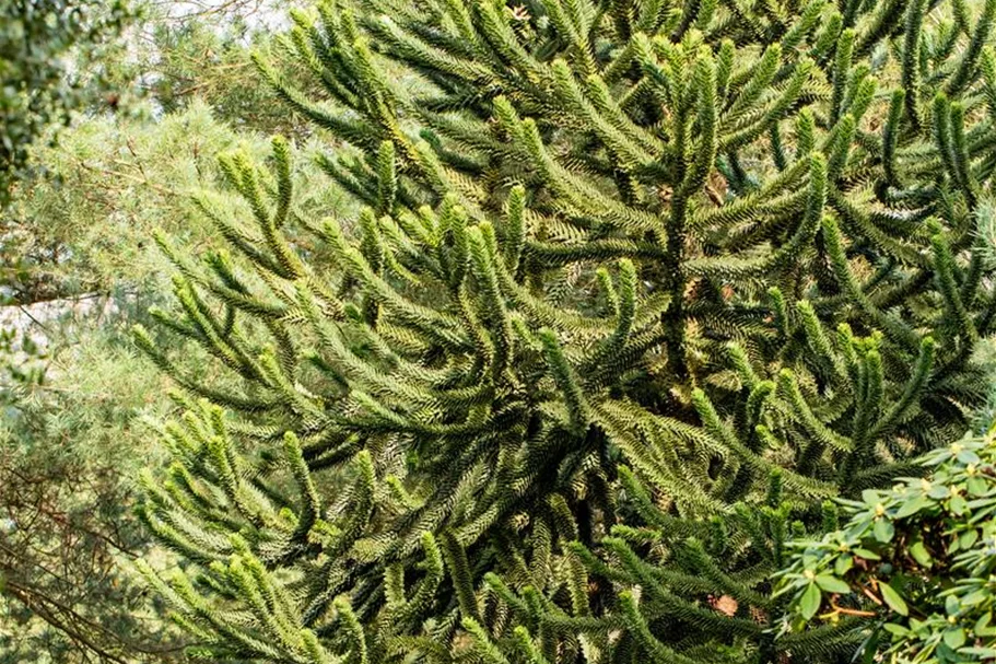 Araucaria araucana Topfgröße 3 Liter, Höhe 25-30cm