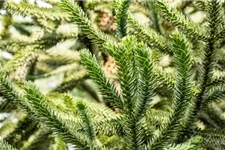 Araucaria araucana Topfgröße 3 Liter, Höhe 25-30cm