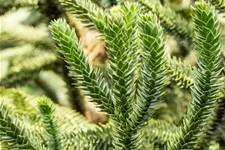 Araucaria araucana Topfgröße 3 Liter, Höhe 25-30cm