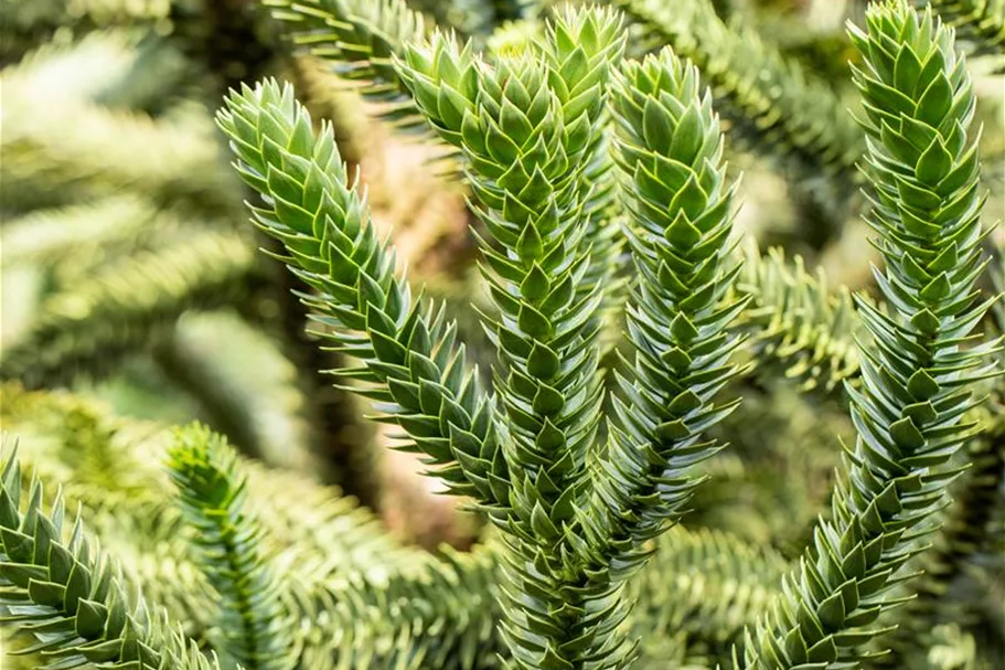 Araucaria araucana Topfgröße 3 Liter, Höhe 25-30cm