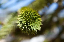 Araucaria araucana Topfgröße 3 Liter, Höhe 25-30cm