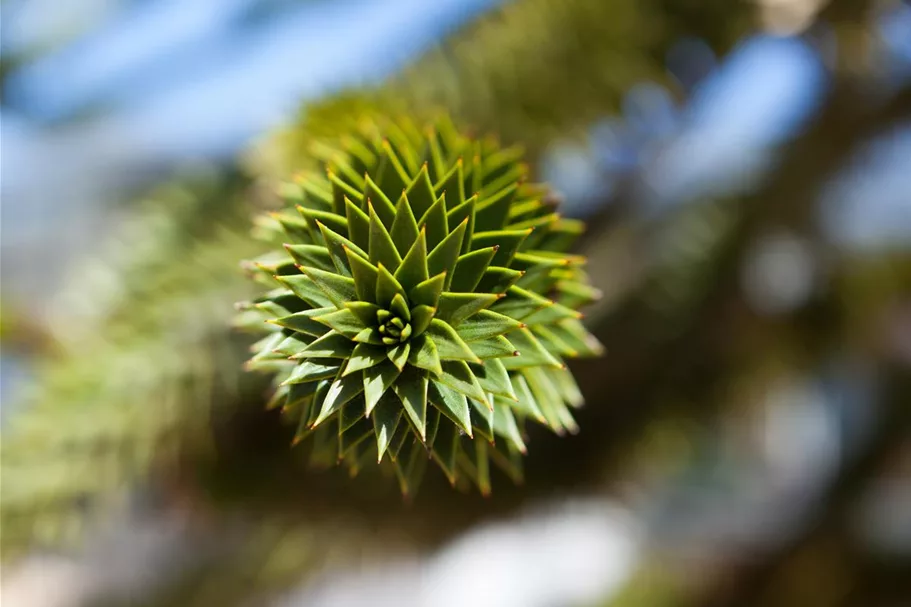 Araucaria araucana Topfgröße 3 Liter, Höhe 25-30cm