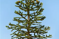 Araucaria araucana Topfgröße 3 Liter, Höhe 25-30cm