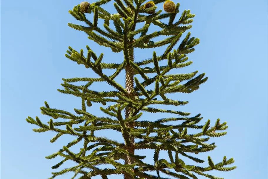 Araucaria araucana Topfgröße 3 Liter, Höhe 25-30cm