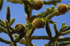 Araucaria araucana Topfgröße 3 Liter, Höhe 25-30cm