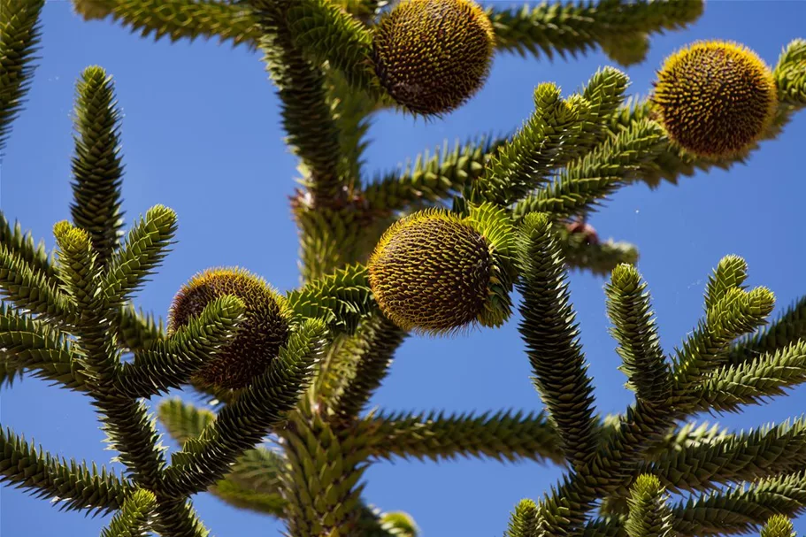 Araucaria araucana Topfgröße 3 Liter, Höhe 25-30cm