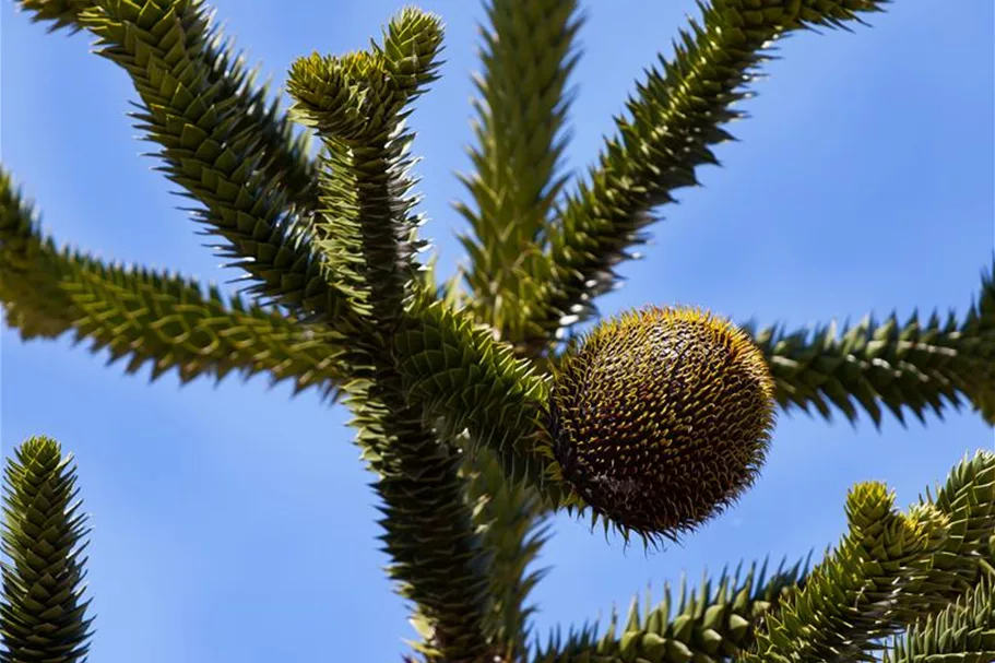 Araucaria araucana Topfgröße 3 Liter, Höhe 25-30cm