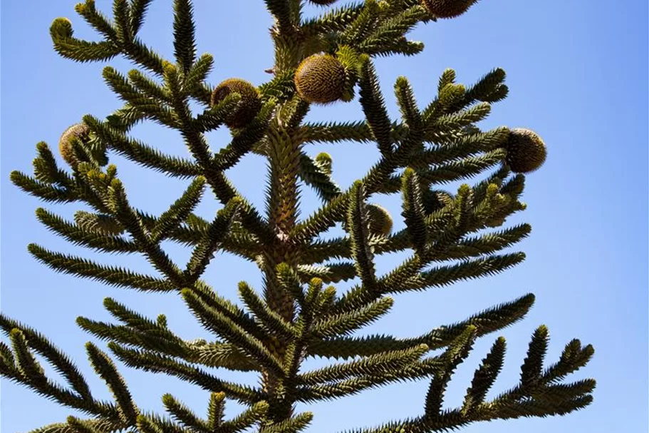 Araucaria araucana Topfgröße 3 Liter, Höhe 25-30cm