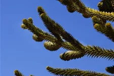 Araucaria araucana Topfgröße 3 Liter, Höhe 25-30cm