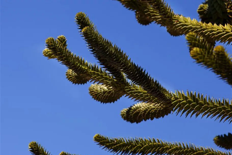 Araucaria araucana Topfgröße 3 Liter, Höhe 25-30cm