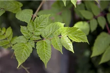 Ampelopsis megalophylla Topfgröße 3 Liter, Höhe 80-100cm