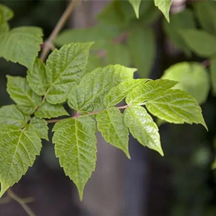 Ampelopsis megalophylla