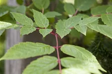 Ampelopsis megalophylla Topfgröße 3 Liter, Höhe 80-100cm