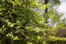 Ampelopsis megalophylla Topfgröße 3 Liter, Höhe 80-100cm