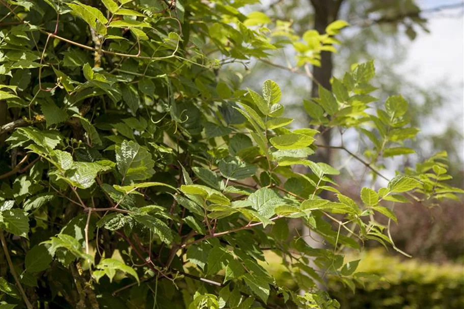 Ampelopsis megalophylla Topfgröße 3 Liter, Höhe 80-100cm