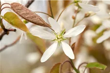 Amelanchier lamarckii Topfgröße 4,6 Liter, Höhe 60-80cm